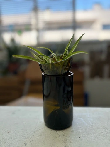 Decoración única